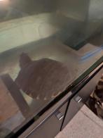 Twee grote schildpadden, Immo