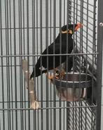 Mainattes religieux  intermediares 2025, Domestique