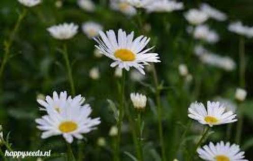 margriet, guldenroede / solidago, aster mauve, meiklokjes, Tuin en Terras, Planten | Tuinplanten, Vaste plant, Kruiden, Ophalen