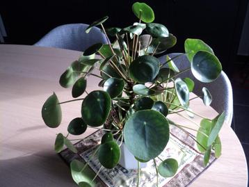Pannenkoekenplant (2 stuks) beschikbaar voor biedingen