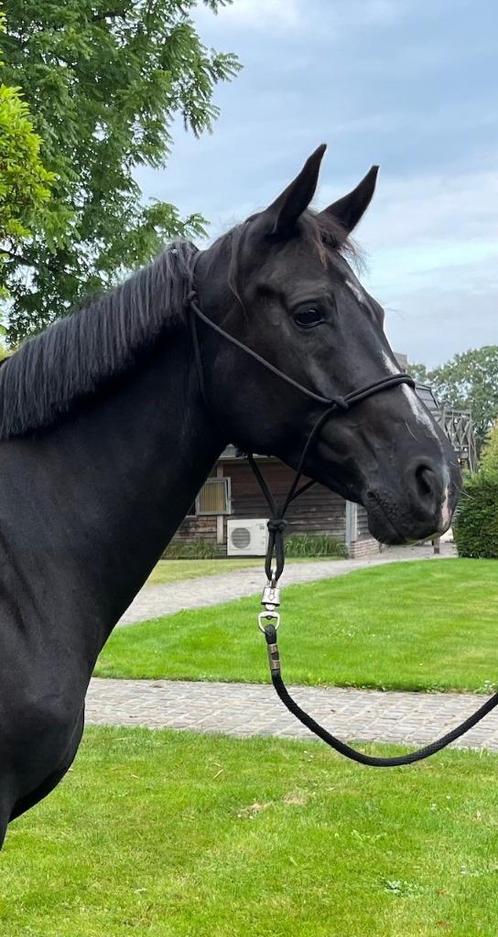 Elegante Zwarte Dressuur merrie (Galaxy x Uptown), Dieren en Toebehoren, Paarden, Merrie, 160 tot 165 cm, 7 tot 10 jaar, Dressuurpaard