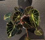Begonia Chingipengii, Huis en Inrichting, Kamerplanten, Ophalen, Overige soorten, Halfschaduw, Minder dan 100 cm