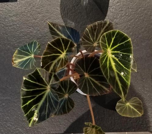 Begonia Chingipengii, Huis en Inrichting, Kamerplanten, Overige soorten, Minder dan 100 cm, Groene kamerplant, Halfschaduw, Ophalen