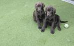 Choco labrador puppy's, België, CDV (hondenziekte), 8 tot 15 weken, Labrador retriever