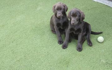 Choco labrador puppy's, Labrador retriever, Plusieurs, Parvovirose, Belgique