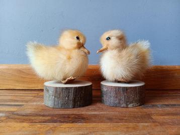 Set van 2 lieve eendjes op houten voet beschikbaar voor biedingen