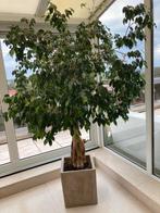 Ficus met gevlochten stam, Maison & Meubles, Plantes d'intérieur, Enlèvement, Ficus