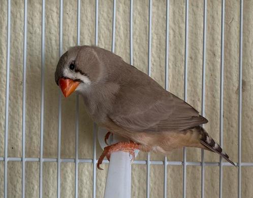 Zebravink – bruin popje, drager zwartborst, Dieren en Toebehoren, Vogels | Overige Vogels, Vrouwelijk, Geringd