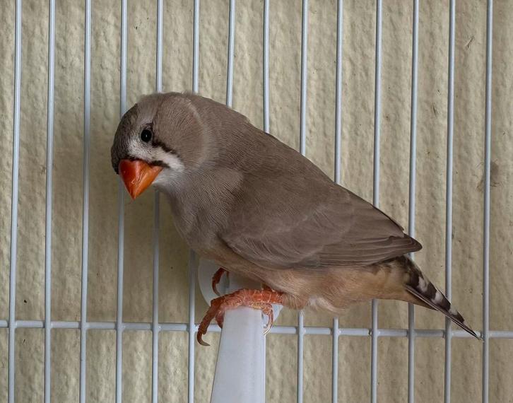 Zebravink – bruin popje, drager zwartborst, Dieren en Toebehoren, Vogels | Overige Vogels, Vrouwelijk, Geringd