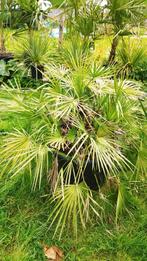 Chamaerops humilis palmboom, Ophalen of Verzenden