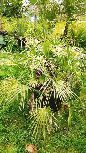 Chamaerops humilis palmboom