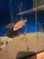 Aulonocara fire fish 6-6.5 cm, Animaux & Accessoires, Poissons | Poissons d'aquarium