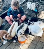 Nieuwe thuis gezocht voor konijntjes, Dieren en Toebehoren, Konijnen
