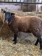 Mooie zwarte ooien te koop, Vrouwelijk, Schaap, 0 tot 2 jaar