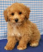 Super leuke Poedels pups!, Dieren en Toebehoren, Poedel, 15 weken tot 1 jaar, Buitenland, CDV (hondenziekte)