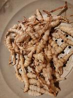 Crosne (Japanse andoorn) - plantgoed, Tuin en Terras, Ophalen