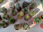 Mooi cactussen, Huis en Inrichting, Kamerplanten, Ophalen