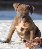 Chiots Stafford américains, American Staffordshire Terrier, Plusieurs, Hépatite contagieuse (maladie de Rubarth), Belgique