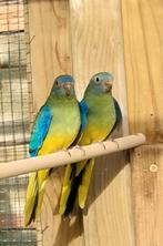 2 Turquoisine jongen split voor lutino '25, Dieren en Toebehoren, Vogels | Parkieten en Papegaaien