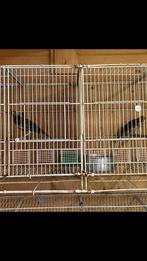Koppel zanglijster van 2025 met dna certificaat, Dieren en Toebehoren, Vogels | Overige Vogels, Mannelijk, Wildzangvogel, Geringd