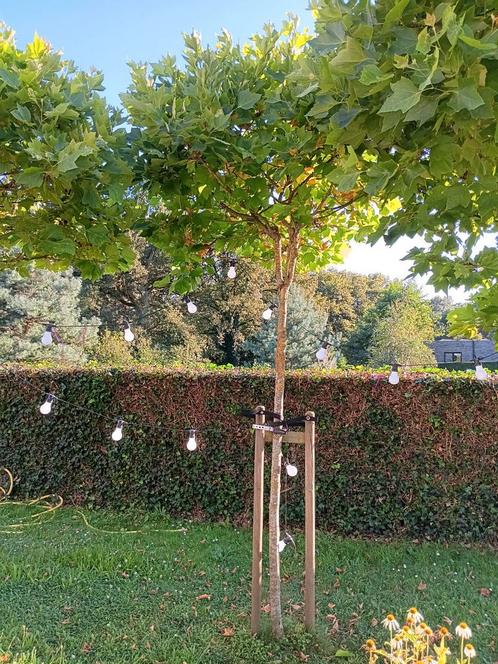 platanus hispanica 'alphens globe', Jardin & Terrasse, Plantes | Arbres, Enlèvement ou Envoi