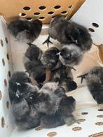 Chicks Ayam Cemani, Animaux & Accessoires, Volatiles