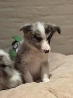 Border collie pups, Dieren en Toebehoren, Honden | Herdershonden en Veedrijvers, België, CDV (hondenziekte), 8 tot 15 weken, Collie