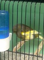 Glosters te koop .Hasselt