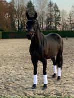 paarden, Animaux & Accessoires, Chevaux, Cheval de dressage, Jument, 160 à 165 cm, 11 ans ou plus