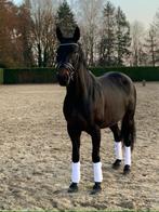 paarden, Cheval de dressage, Vermifugé, Jument, 160 à 165 cm