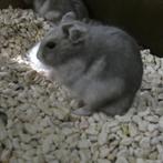 Hamster (Dwerg en Goudhamster) - te koop, Dieren en Toebehoren, Meerdere dieren, Hamster