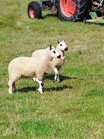 kerry hill lammeren, Dieren en Toebehoren