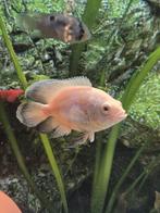 Pauwoog cichlide (oscar), Dieren en Toebehoren