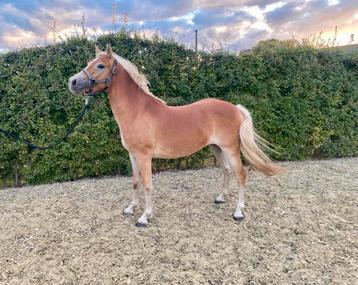 Haflinger 3 jarige merrie beschikbaar voor biedingen