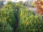 Grote Buxusbollen, Jardin & Terrasse, Plantes | Jardin, Enlèvement