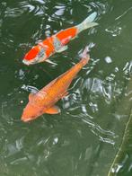 Chagoi koi 30cm, Dieren en Toebehoren, Vissen | Vijvervissen