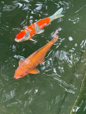 Chagoi koi 30cm beschikbaar voor biedingen