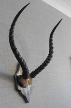 Horens gewei antiloop taxidermie, Verzamelen, Ophalen of Verzenden, Gebruikt, Wild dier, Gewei of Kop