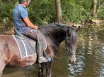Fries, Dieren en Toebehoren, Paarden, Merrie, Niet van toepassing, 11 jaar of ouder, Recreatiepaard