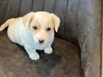 Jack russel pups, Dieren en Toebehoren, België, Particulier, Jack Russell Terriër, 8 tot 15 weken