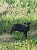 Ouessant bok, Mannelijk, Schaap, 0 tot 2 jaar