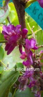 Cercis siliquastrum, Enlèvement, Plein soleil