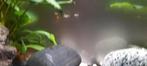 Gratis Kleine guppy's, Dieren en Toebehoren, Vissen | Aquariumvissen, Vis, Zoetwatervis