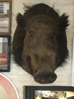 Kop everzwijn, Ophalen of Verzenden