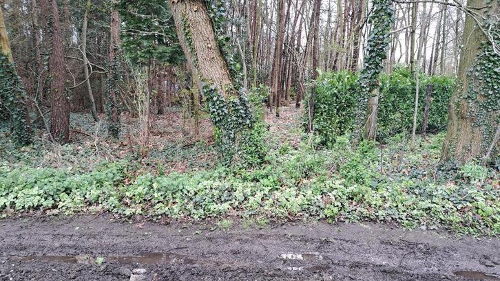 BOSGROND, Immo, Gronden en Bouwgronden, 1500 m² of meer, Verkoop zonder makelaar