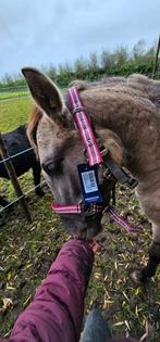 Halster pony, Ophalen of Verzenden, Zo goed als nieuw