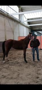 3 jarige ongeleerde merrie, Dieren en Toebehoren, Merrie, Springpaard, Minder dan 160 cm, Gechipt