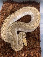 Diverse Ball Pythons - Python regius, Dieren en Toebehoren, Reptielen en Amfibieën, Slang