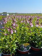 Salvia microphylla verschillende kleuren, aangename geur, Tuin en Terras, Ophalen