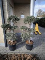 Olijfbomen bonsai, Lente, 100 tot 250 cm, Olijfboom, Ophalen
